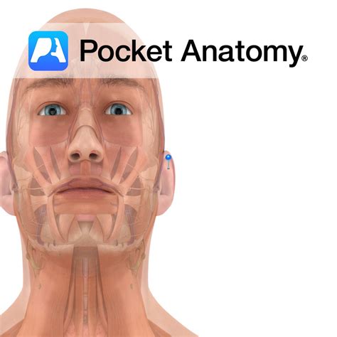 Ear Pocket Anatomy