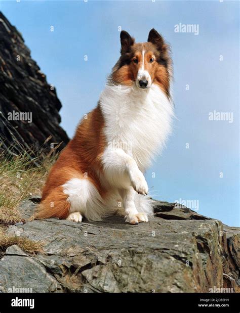 Lassie Lassie 2005 Stock Photo Alamy