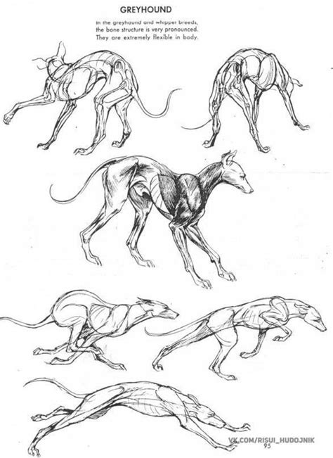 Диалоги Анатомия животных Рисовать животных Анатомическое строение тела