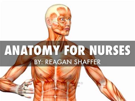 Anatomy For Nurses By Reagan Shaffer