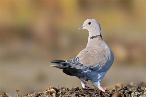 Eurasian Collared Dove Pictures Az Animals