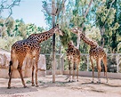 The Best of the San Diego Zoo