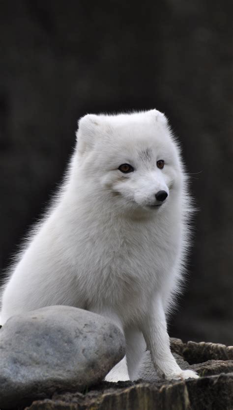 Arctic Fox Htc One Wallpaper Best Htc One Wallpapers