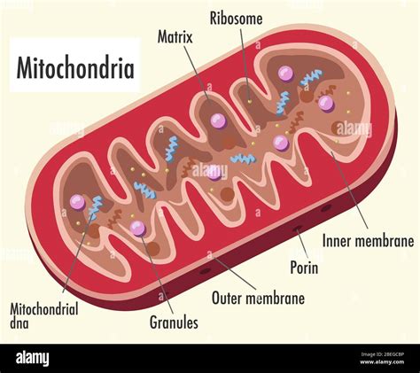 Mitochondria Illustration Labeled Stock Photo Alamy
