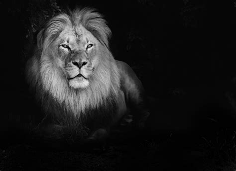 A Black And White Photo Of A Lion In The Dark With Its Head Turned