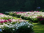 Peony Gardens at the Nichols Arboretum (University of Mich… | Flickr