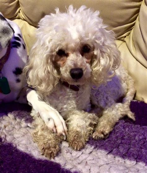 Lilly 8 Year Old Female Toy Poodle Available For Adoption