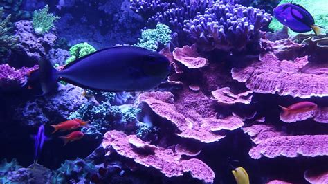 The Indo Pacific Coral Reef Aquarium Youtube