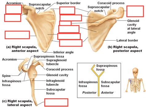 Scapula Bone Features Pt 1 Diagram Quizlet