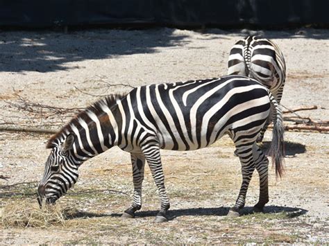 Equus Quagga Boehmi Grants Zebra In Mesker Park Zoo