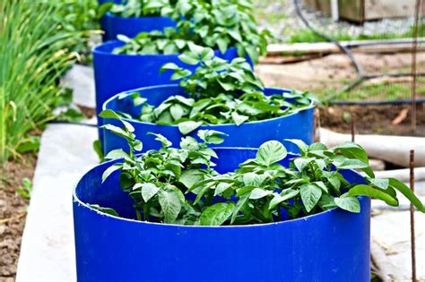 This raised potato planter measures approx. Easy DIY Potato Barrels | Potato barrel, Diy potato ...