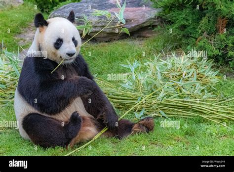 Giant Panda Bear Panda Eating Bamboo Sitting In The Grass Stock Photo