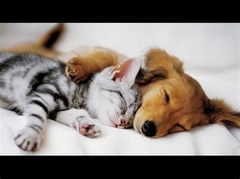 Cat friends quote mancat monday cat friends quote mancat monday friends tag friends two pictures of cat and kitten for hd 16 9 high. Top 10 Cats and Dogs best friends - YouTube
