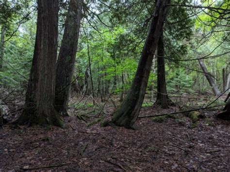 Boreal Forest Photos Michigan Natural Features Inventory