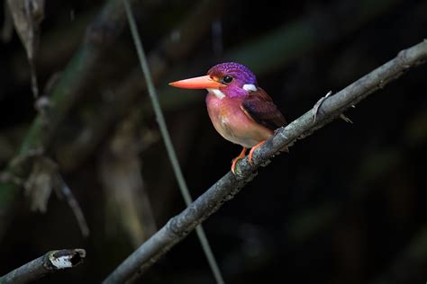 Ultra Rare Dwarf Kingfisher Fledgling Bird Photographed For The Very