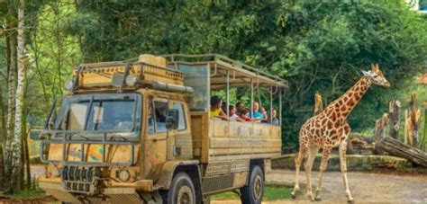 Chessington World Of Adventures And Longleat Safari Park Shut Today As