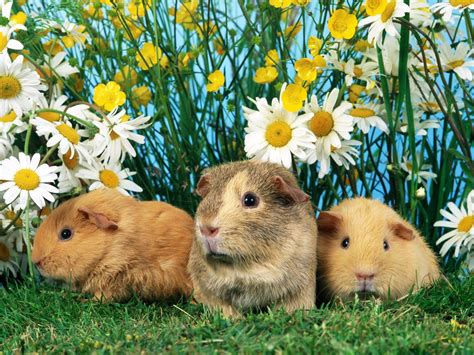 Cute Animals In Spring Wallpapers Wallpaper Cave