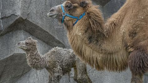 Ctv Your Morning Adorable Baby Camel Born At Milwaukee County Zoo