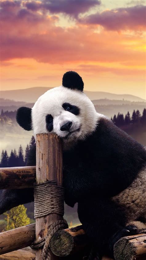 Awesome Wallpaper Panda Pictures Images Riset