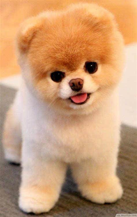 The Cutest Dog In The World These 37 Best Pomeranian