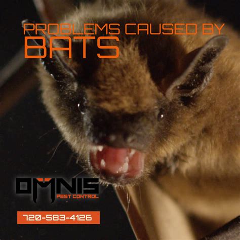 Bat Problems In Colorado Omnis Pest Control