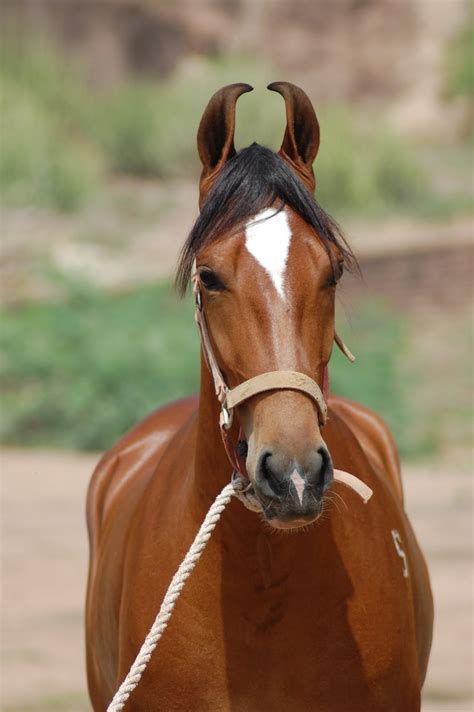 marwari horse indigenous horses  india