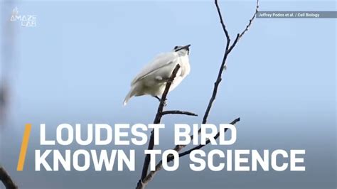 Loudest Bird Known To Science Meme 5 Youtube