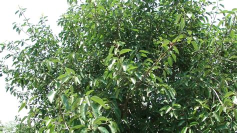 Healing Bargad Trees Of Chhattisgarh India Part 5