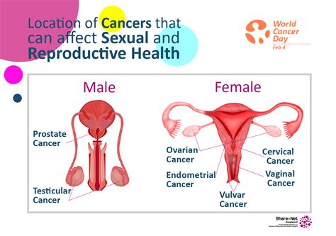 Cancers That Can Affect Your Sexual And Reproductive Health Share Net Bangladesh