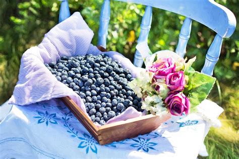 How To Keep Blueberries Fresh Benefits Of Blueberry