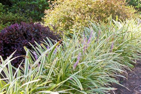 Variegated Liriope Shop Groundcovers With
