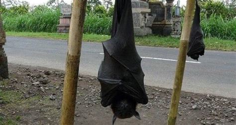 The Giant Golden Crowned Flying Fox The Largest Bat In The World