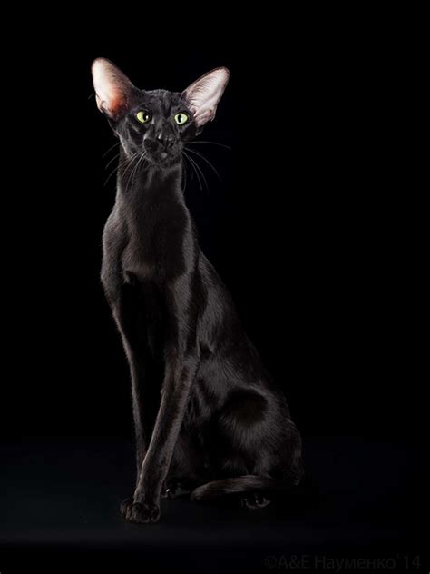 Oriental Shorthair Cats Look Like Egyptian Gods