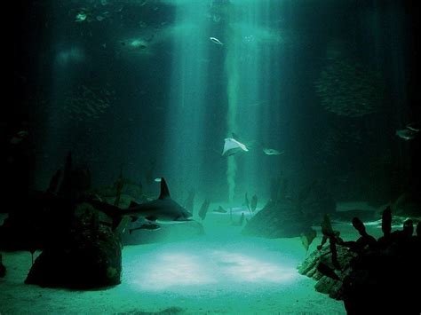 Underwater Backgrounds Wallpaper Cave