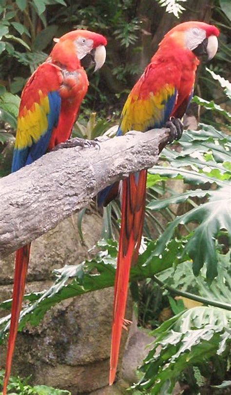 Macaw Parrots Birds Free Photo On Pixabay Pixabay