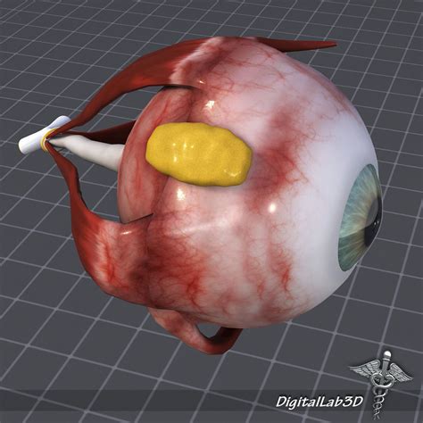 Combinations of these three colours of light produce all the colours human can see. visual 3D model Human Eye Anatomy | CGTrader