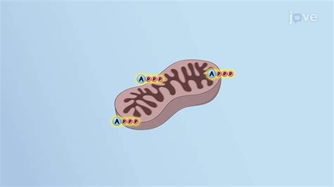 Mitochondria Concept Anatomy And Physiology Jove