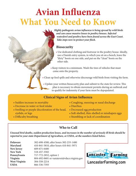 Avian Influenza What You Need To Know