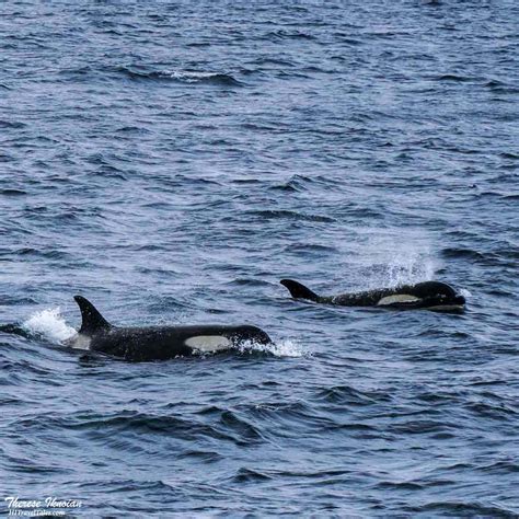 Orca Whales Antarctica Hi Travel Tales
