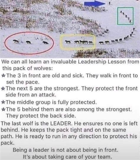 Learning Leadership From A Wolf Pack Rim14andthisisdeep