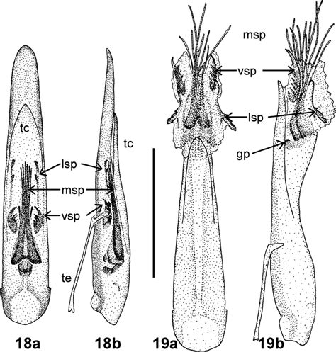 Genital Morphology Of Monolepta Bioculata Fabricius 1781 Male 18