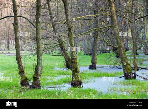 Forest With Wetland Jasmund National Park Unesco World Heritage Site