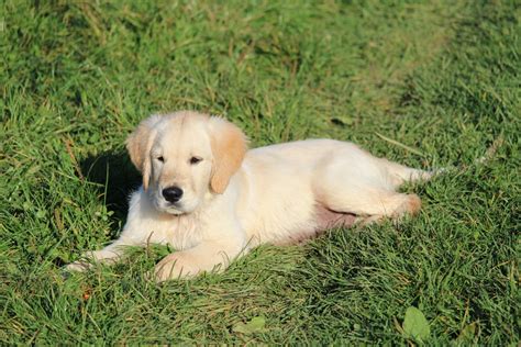 Free Images Grass Sand Puppy Cute Male Pet Calm Domestic