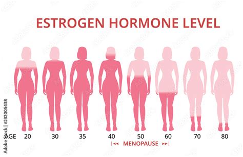 Estrogen Hormone Levels Chart Menopause Vector Stock Vector Adobe Stock