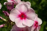 Phlox Flower Pictures