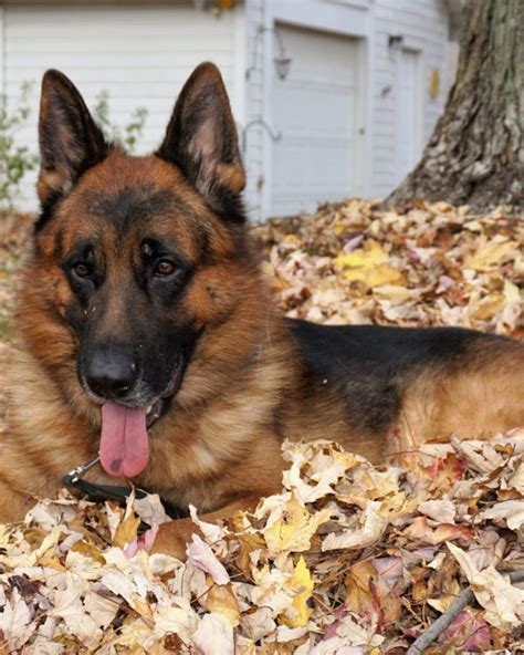 Received shipments up to 30 kg from eu countries will be forwarded to the usa, australia, canada, china, to if you are going to order goods from germany, fill in the address of your mailbox. Renzo: German Shepherd Service Dog - Man's Best Friend