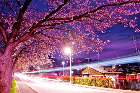 Japan Cherry Blossom Wallpapers Top Free Japan Cherry