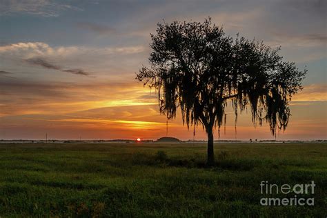 Pasture And Tree Sunrise Photograph By Tom Claud Pixels