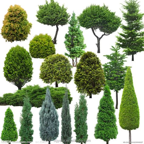 Different Types Of Plants And Treesoutdoor Artificial Evergreen Trees