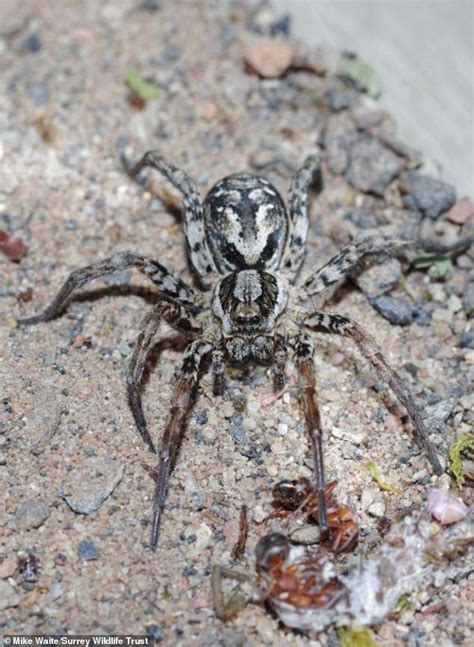 Endangered British Great Fox Spider Seen For First Time In 27 Years